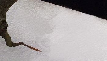 Advanced Pruning Techniques for Fagus sylvatica/European Beech Bonsai 